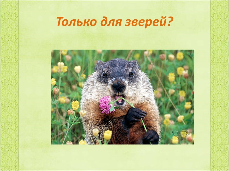 Только для зверей?